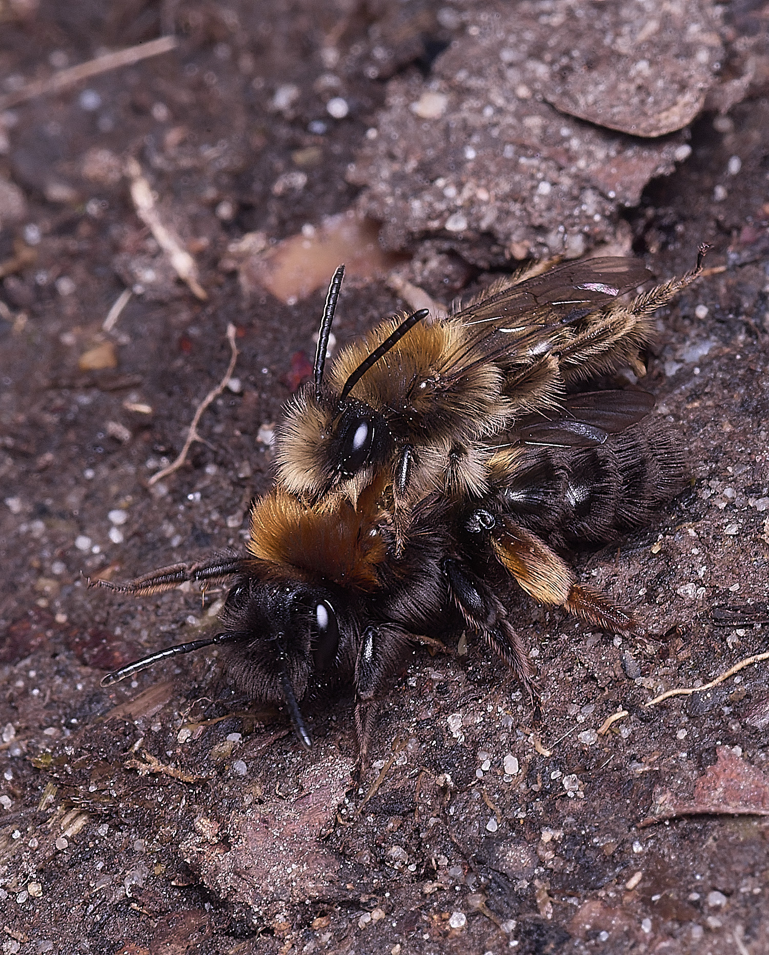 WheatfenClake'sMiningBee100326-17