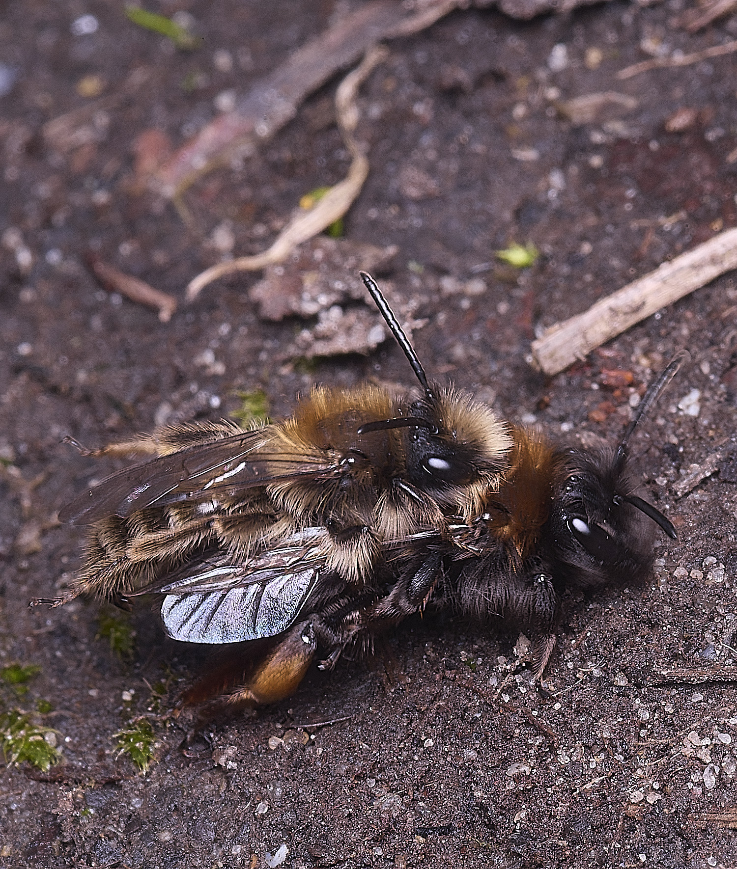 WheatfenClake'sMiningBee100326-18