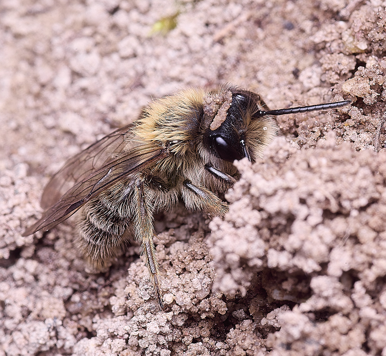 WheatfenClake'sMiningBee100326-3