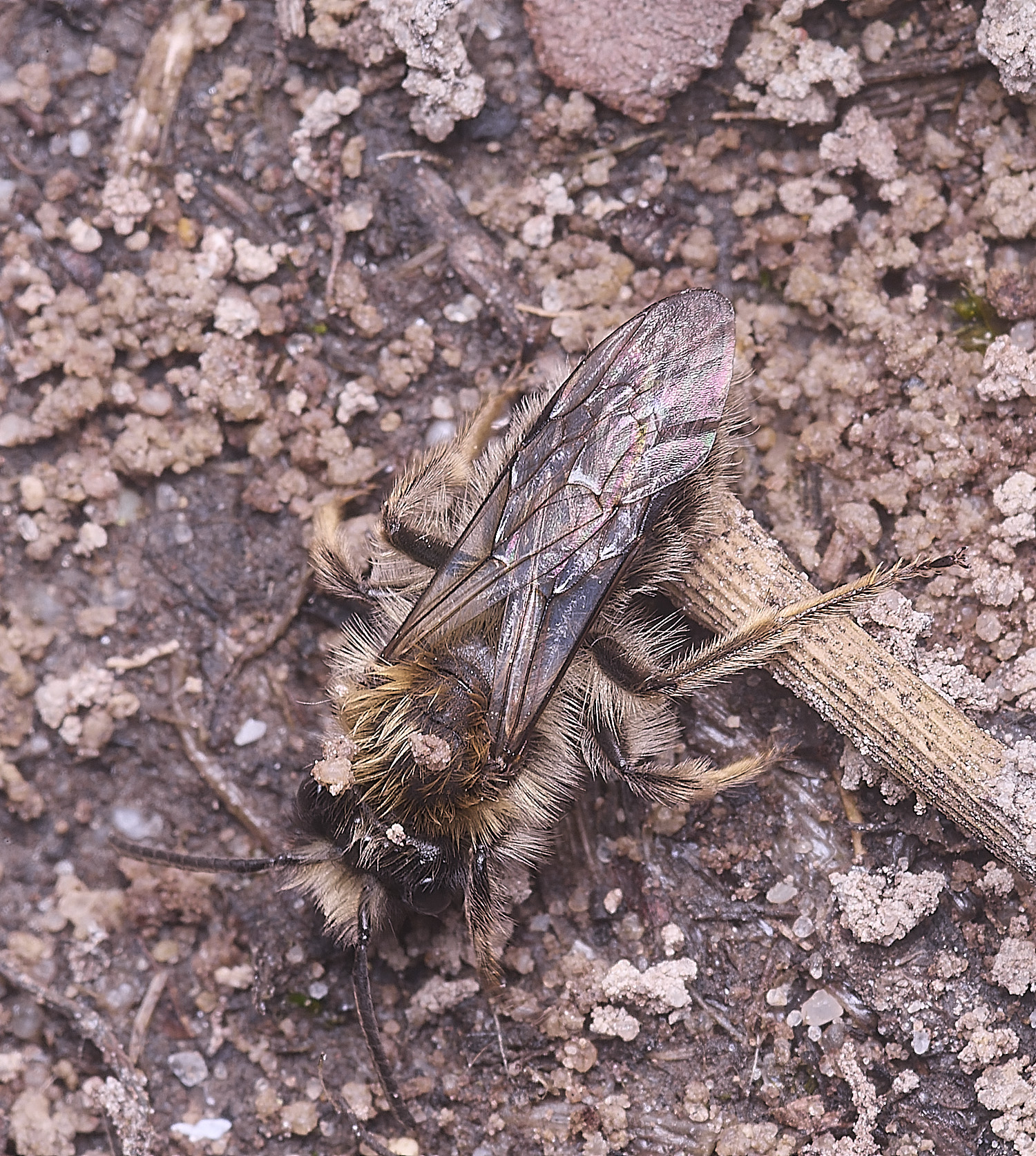 WheatfenClake'sMiningBee100326-4