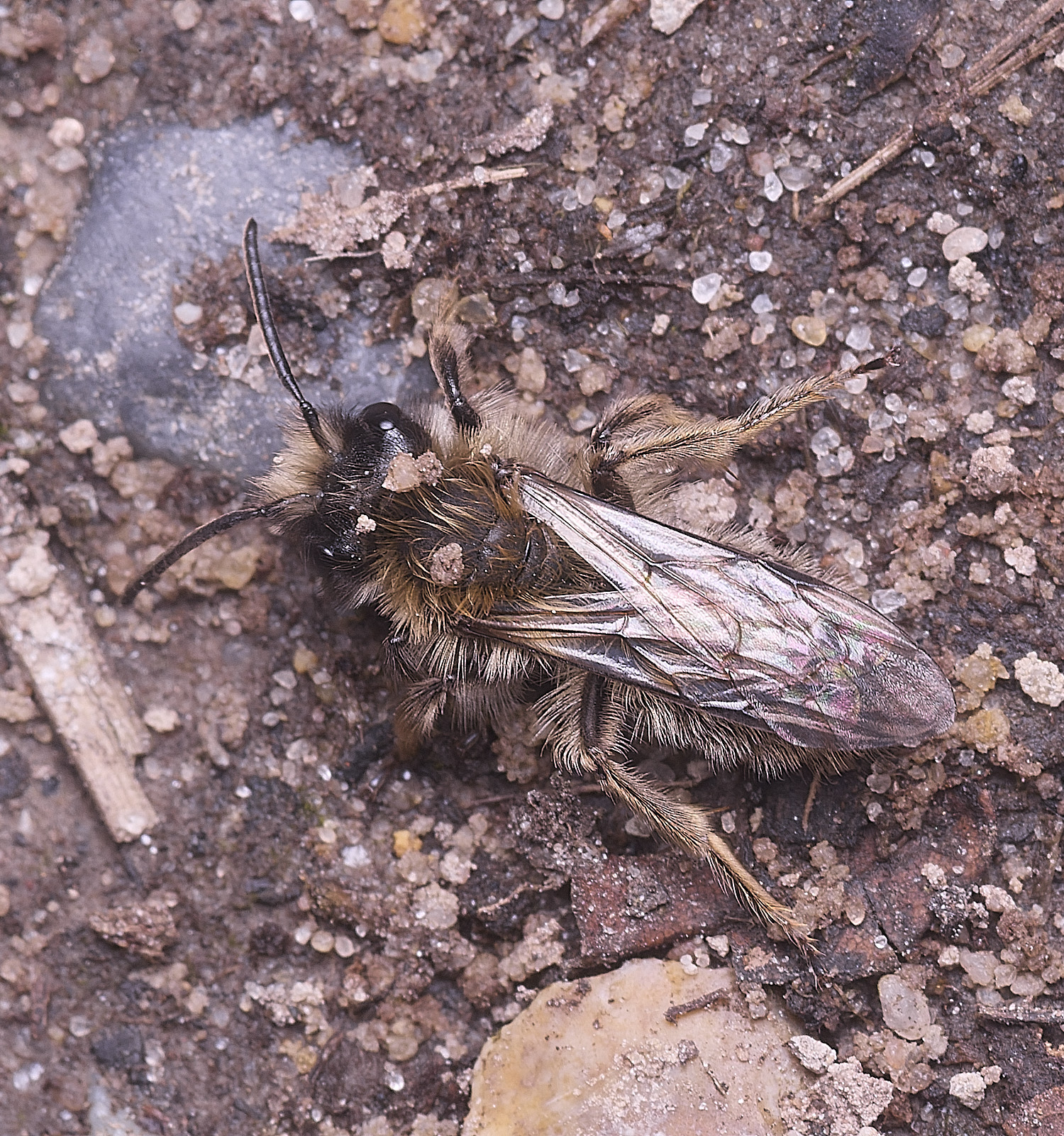 WheatfenClake'sMiningBee100326-5