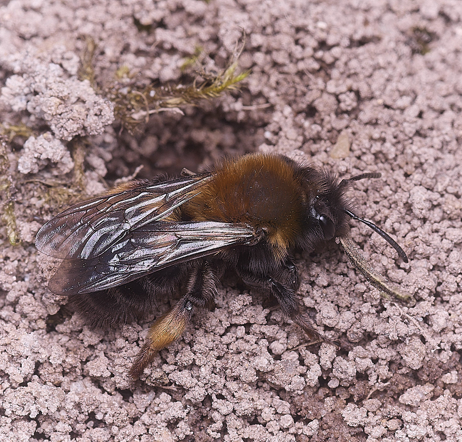 WheatfenClake'sMiningBee100326-6