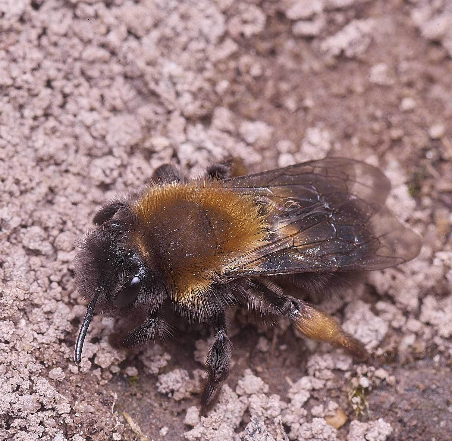 WheatfenClake'sMiningBee100326-7