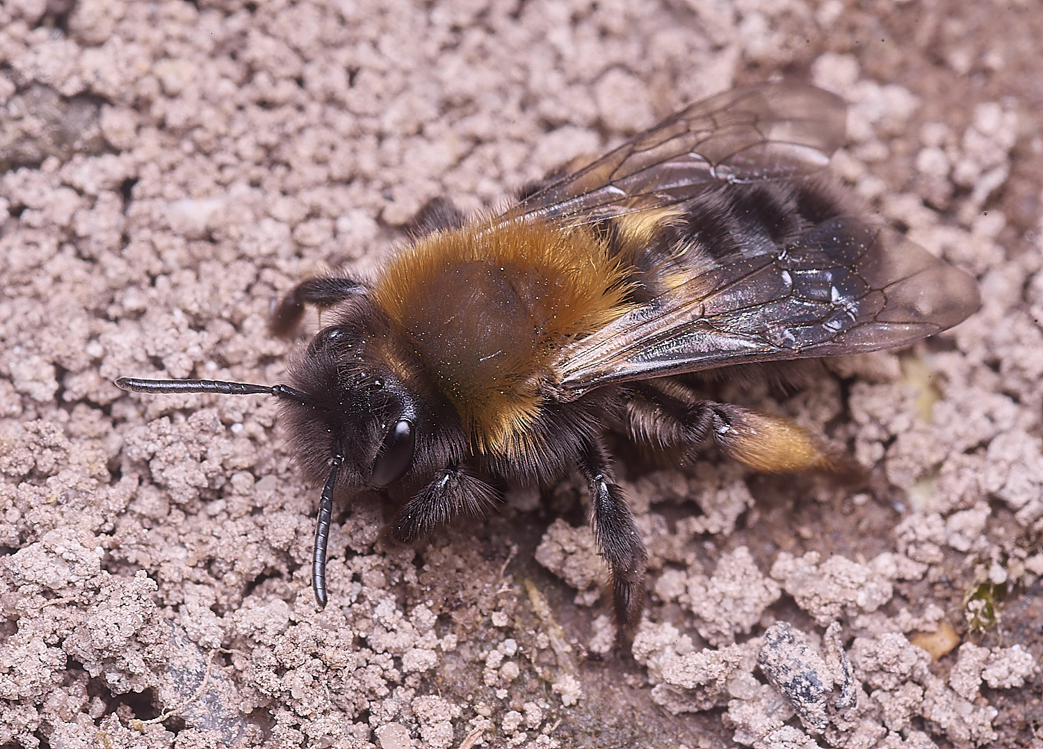 WheatfenClake'sMiningBee100326-8