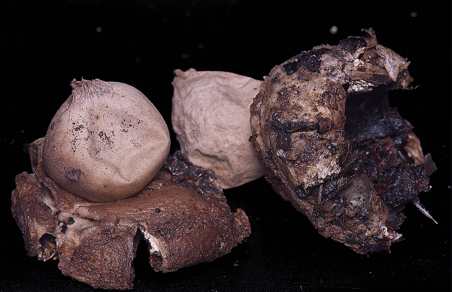 WheatfenGrufescens130126-3