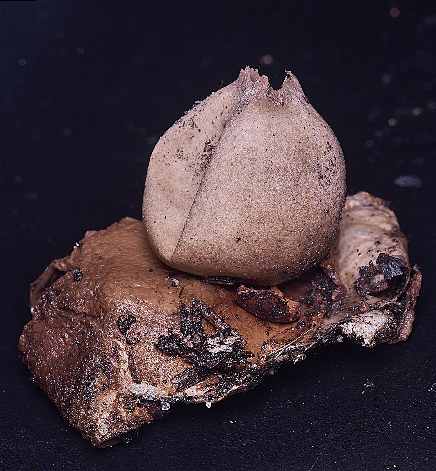 WheatfenGrufescens130126-7