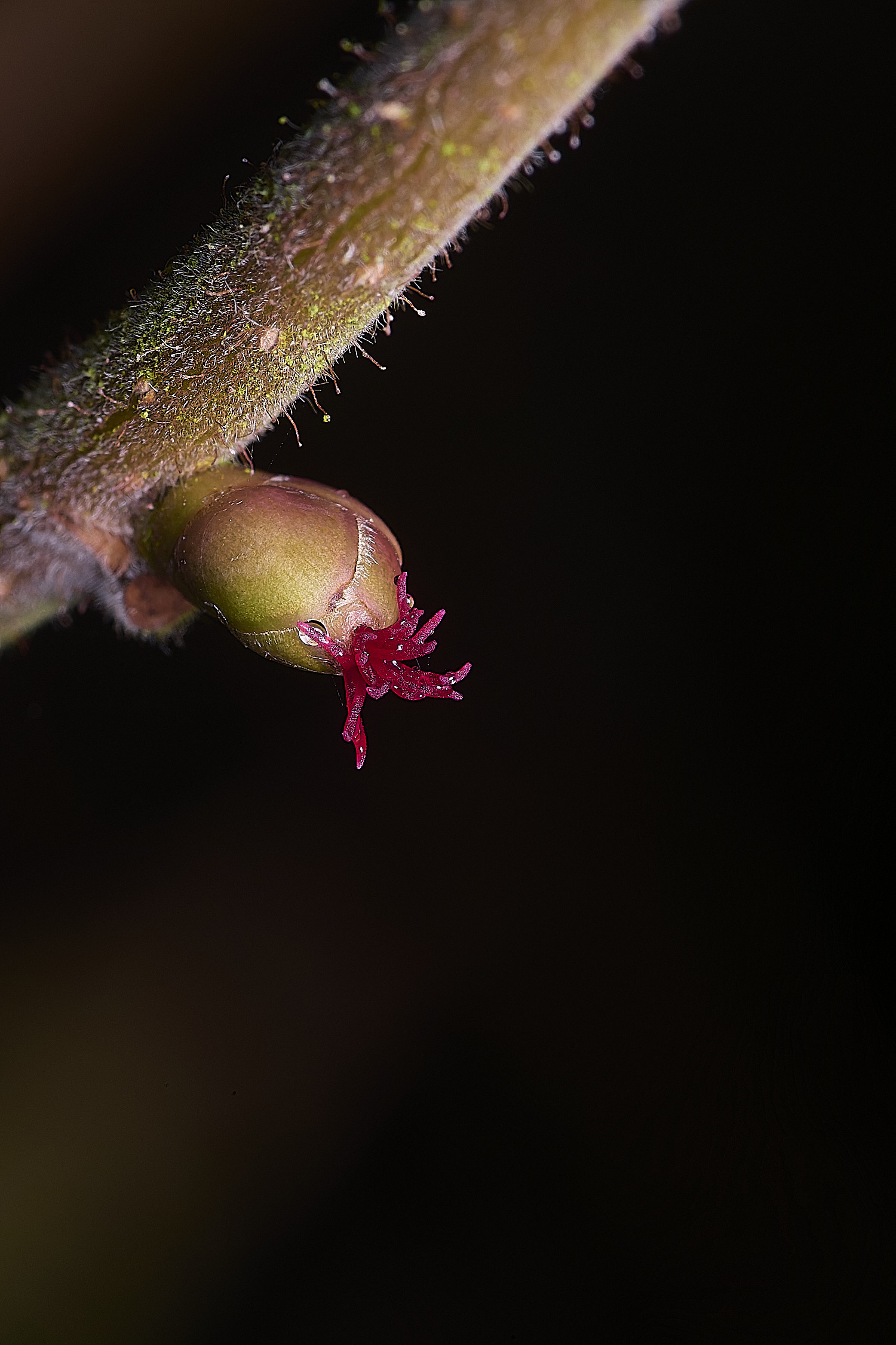 WheatfenHazel100226-2