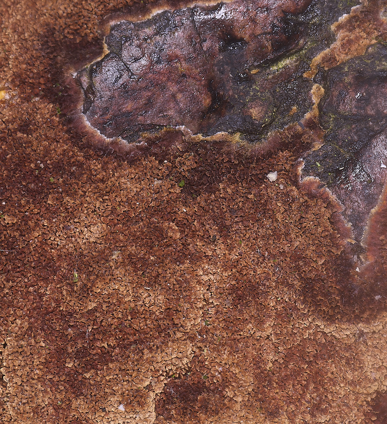 WheatfenResupinate130126-2