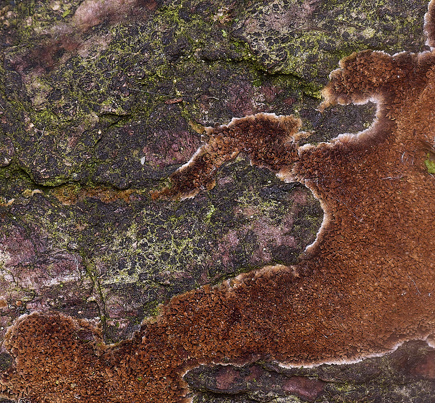 WheatfenResupinate130126-3