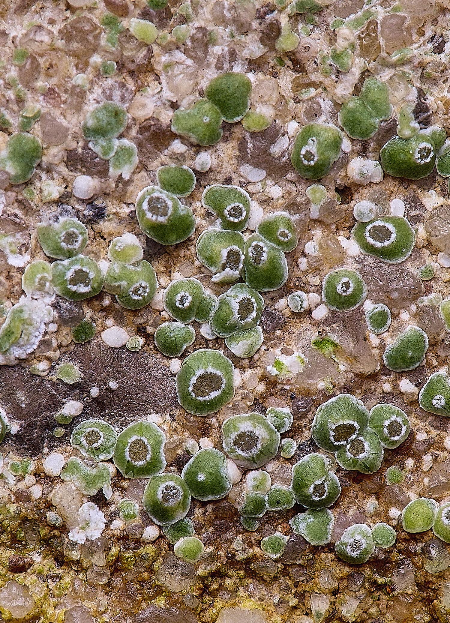 WintertonCircinariacontorta120226-1 1