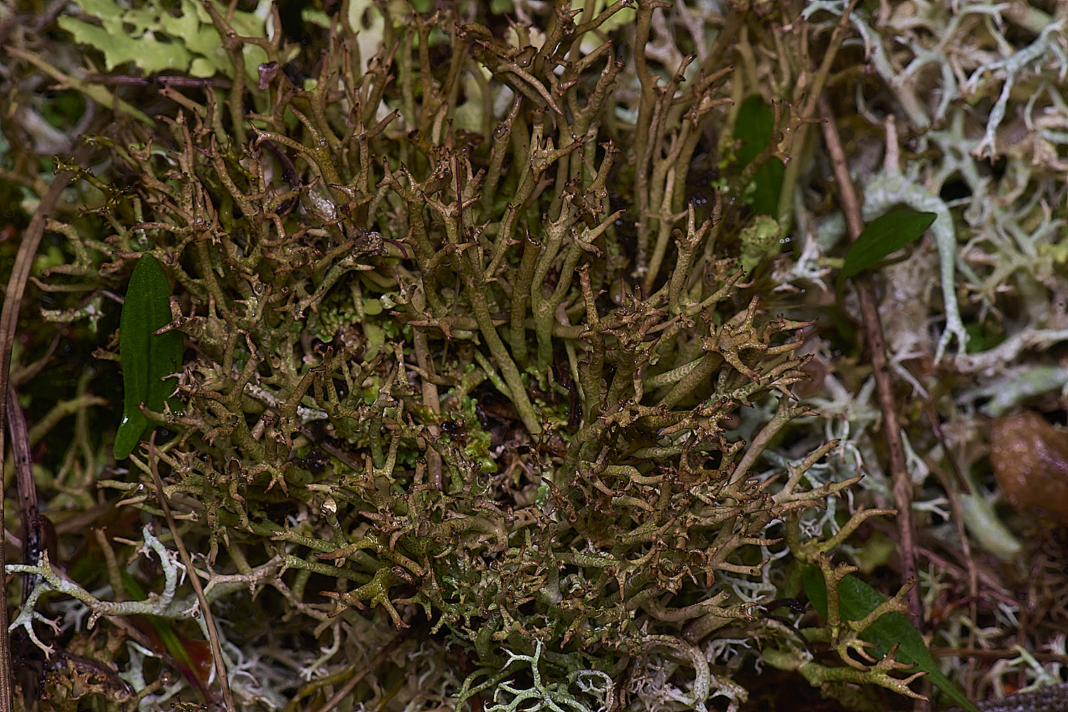 WintertonCladoniacrispata120226-1