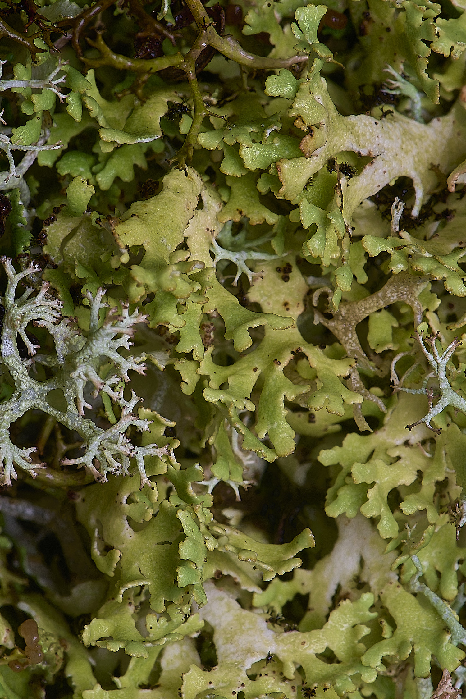 WintertonCladoniafoliacea120226-2