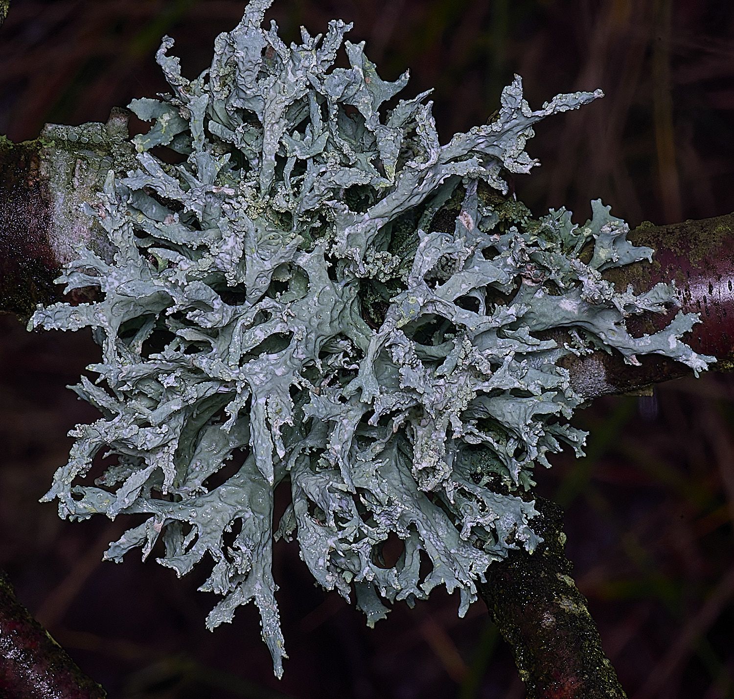 WintertonEverniaprinastri120226-1