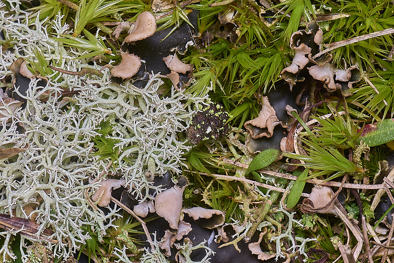 Wintertonhymeninadicscop&#38;juniperinum020226-2