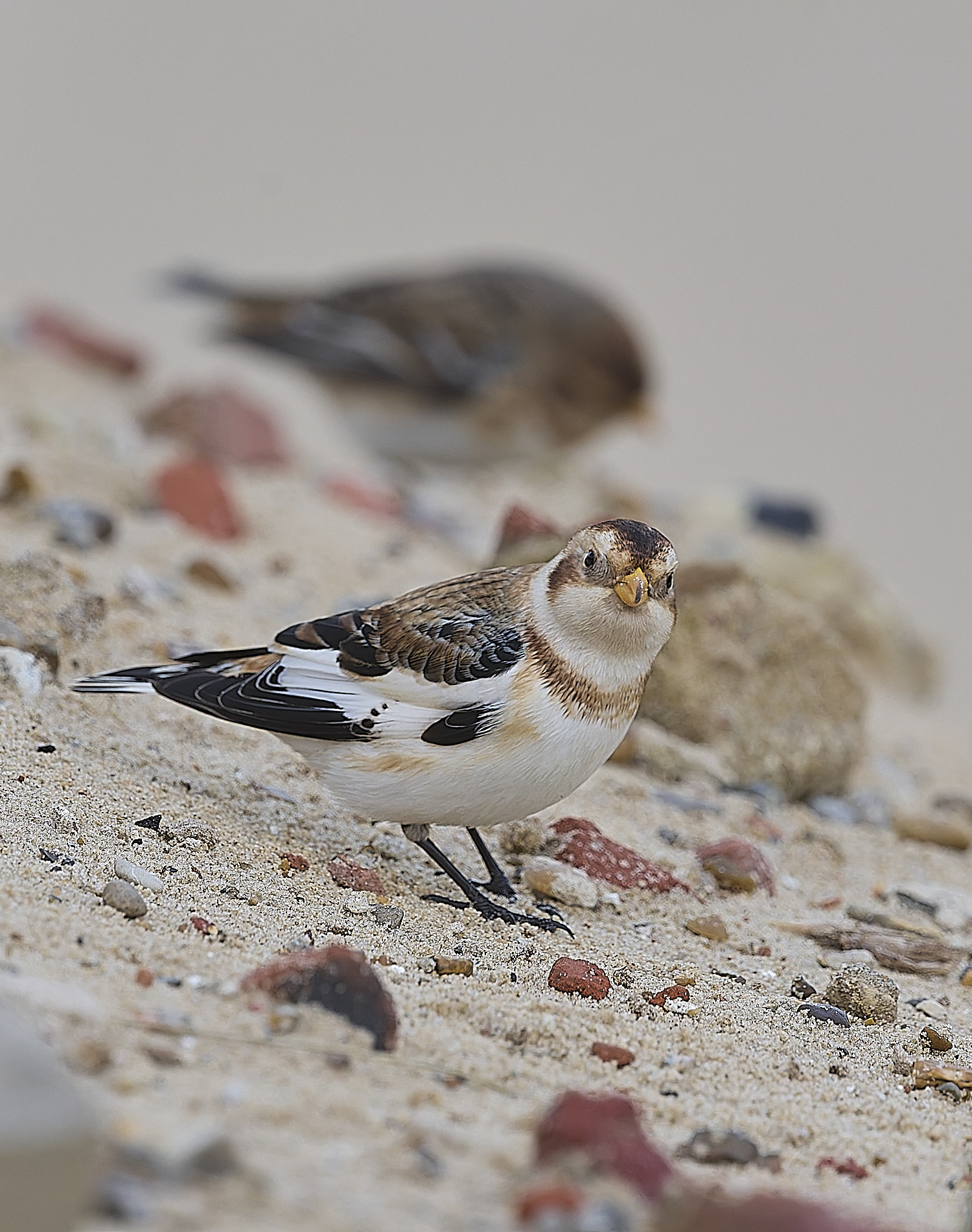 WintertonSnowBunting240126-11