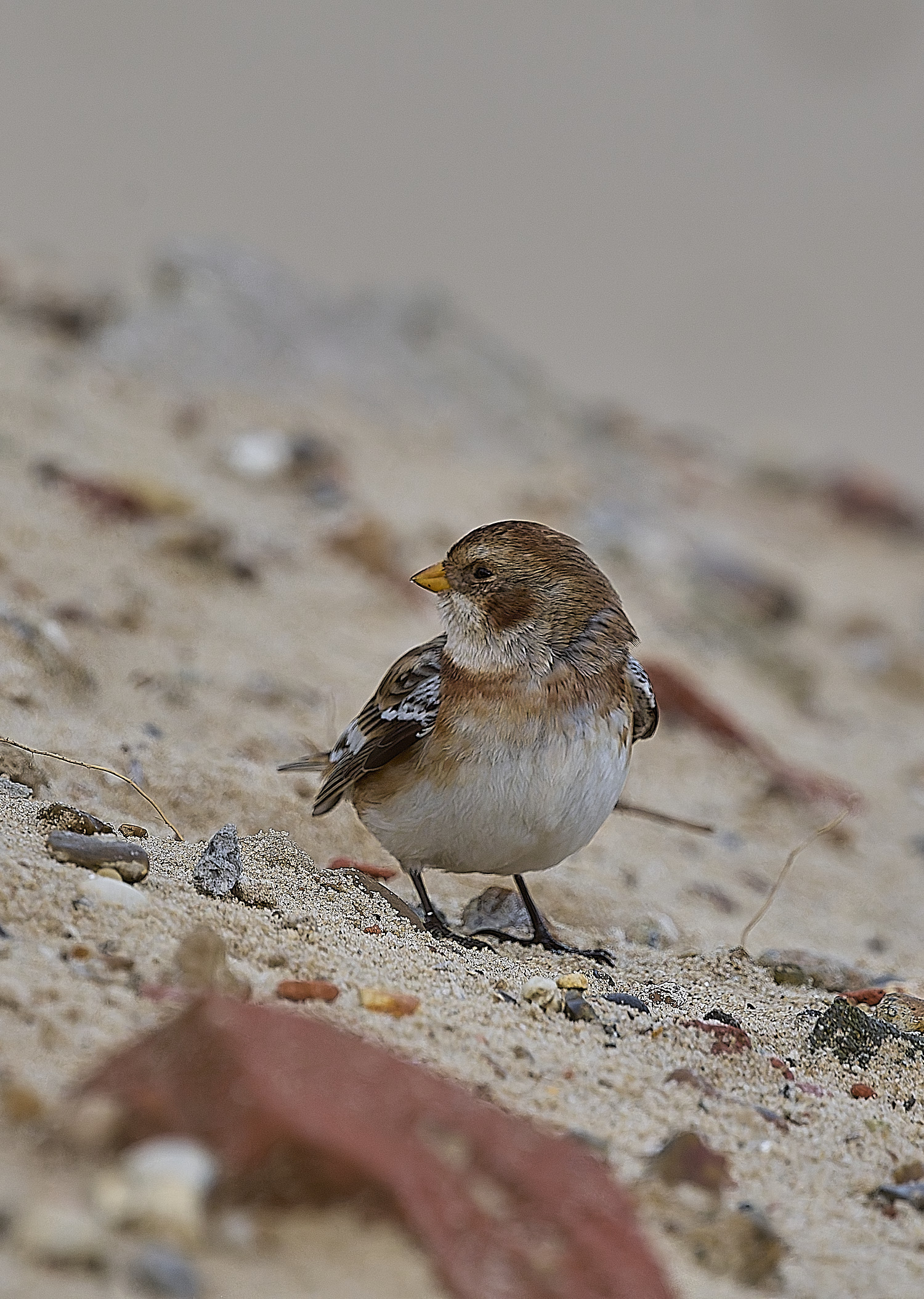 WintertonSnowBunting240126-13