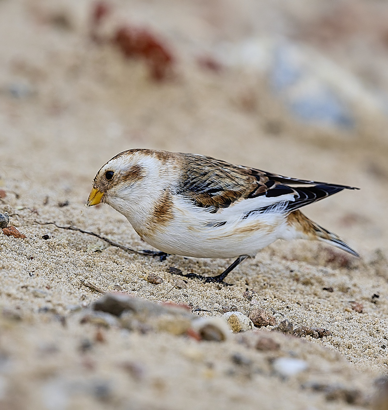 WintertonSnowBunting240126-17
