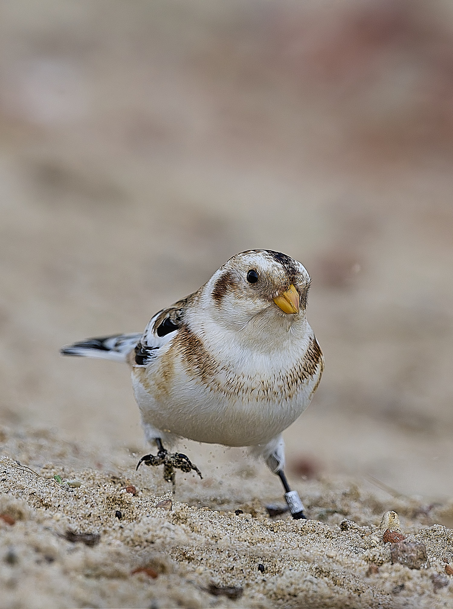 WintertonSnowBunting240126-19