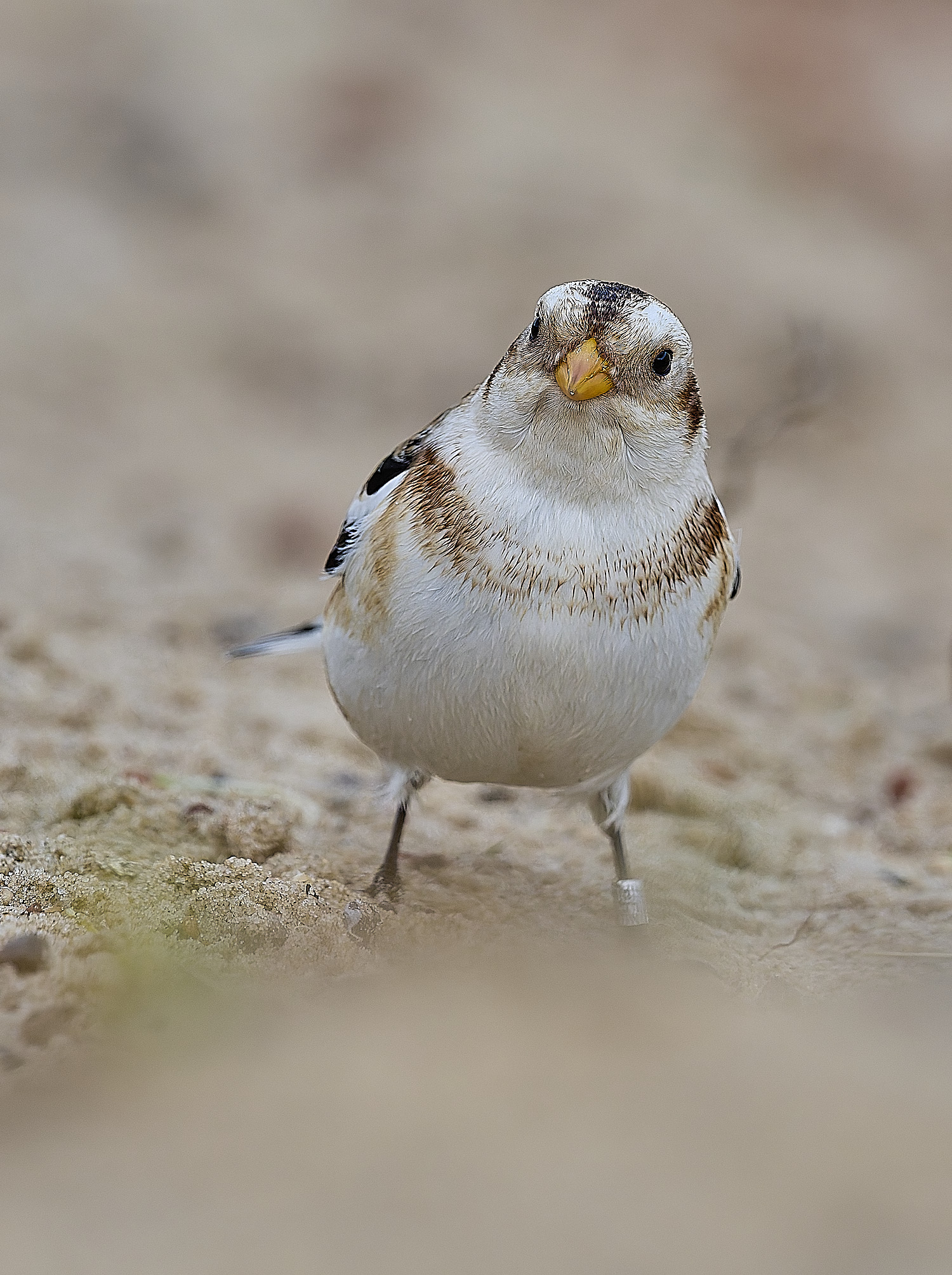 WintertonSnowBunting240126-20
