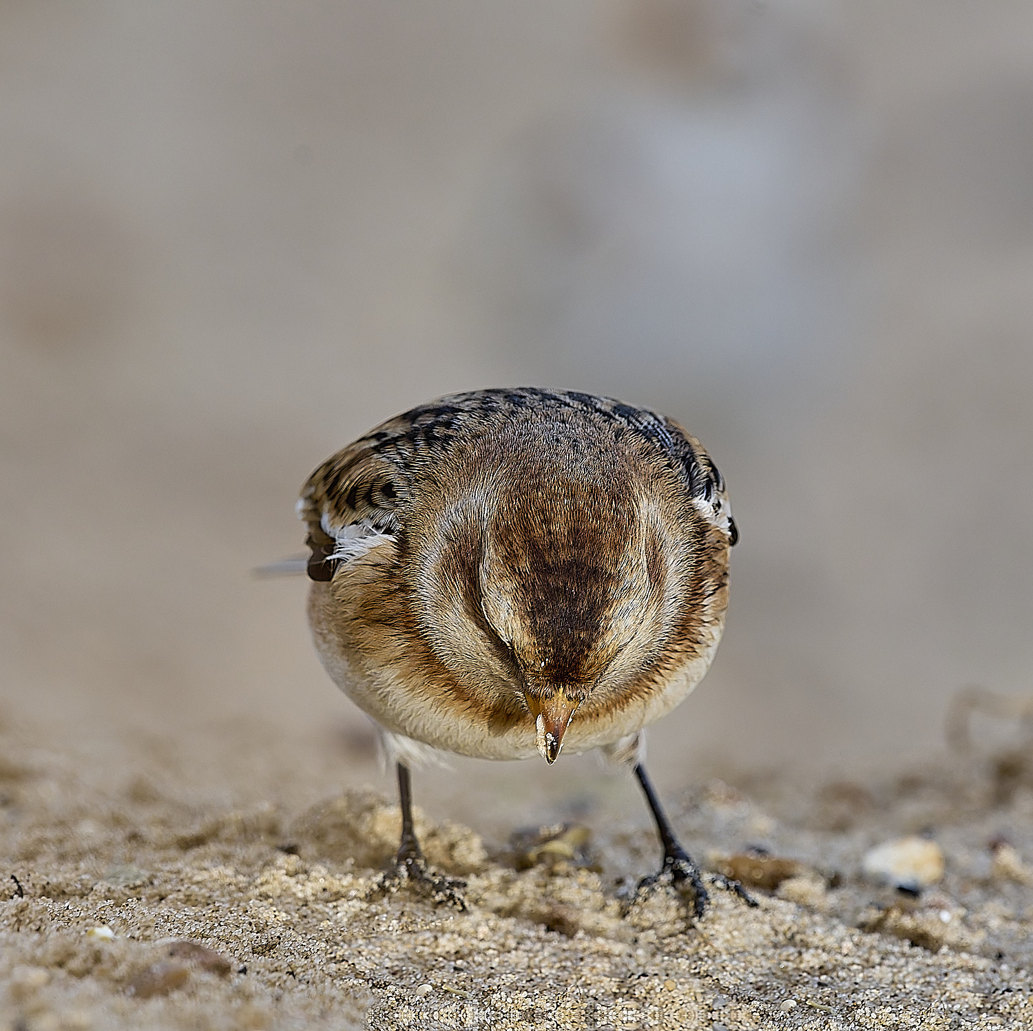 WintertonSnowBunting240126-21