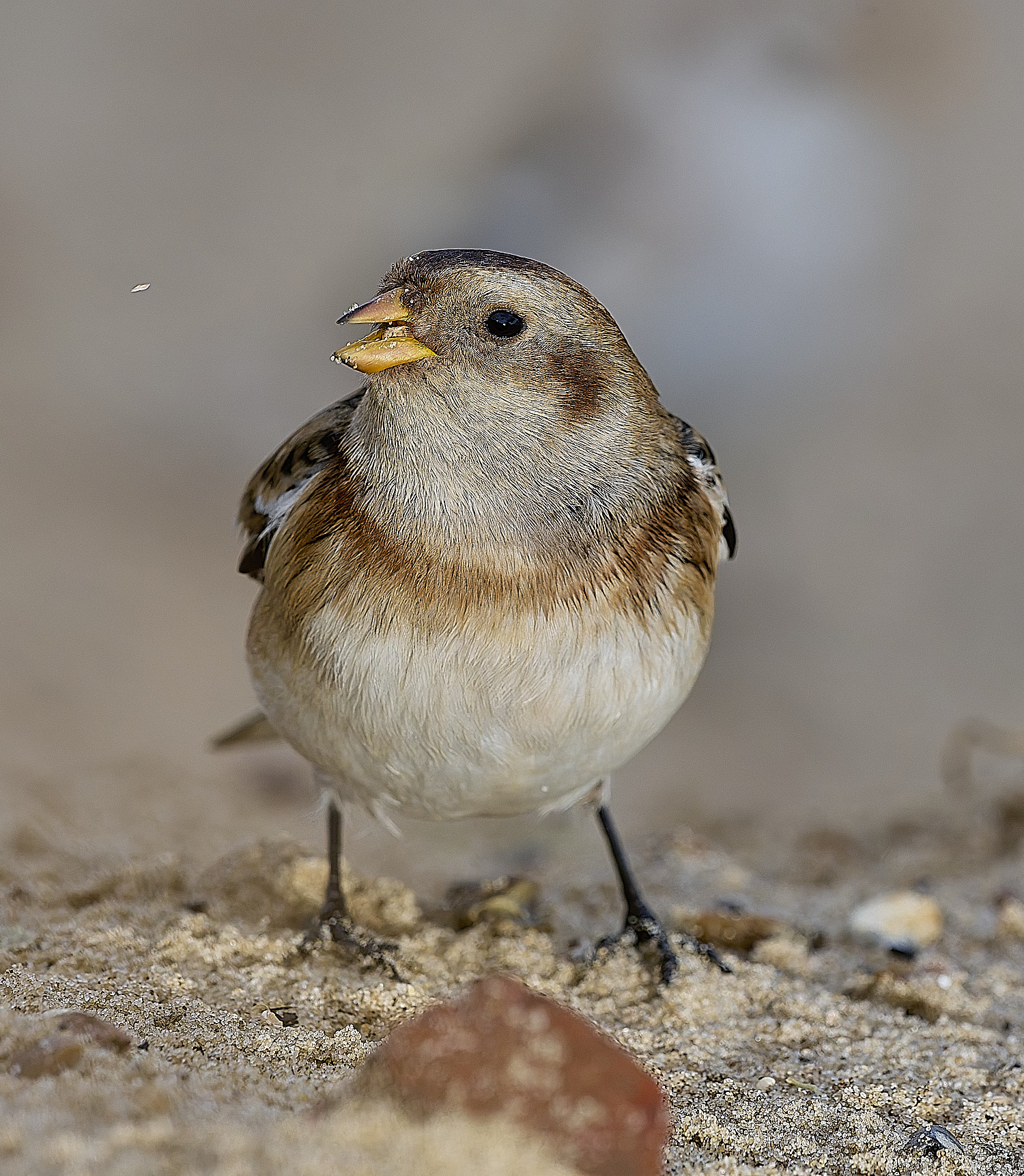 WintertonSnowBunting240126-22