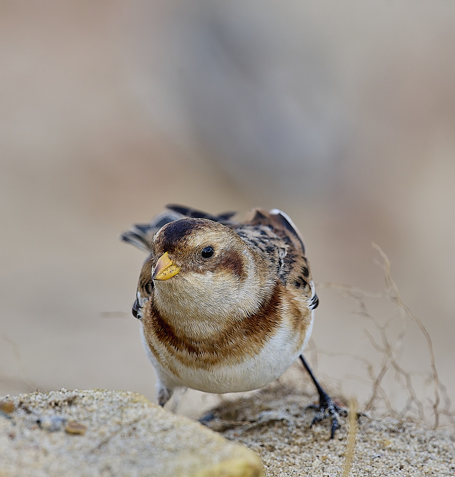 WintertonSnowBunting240126-25