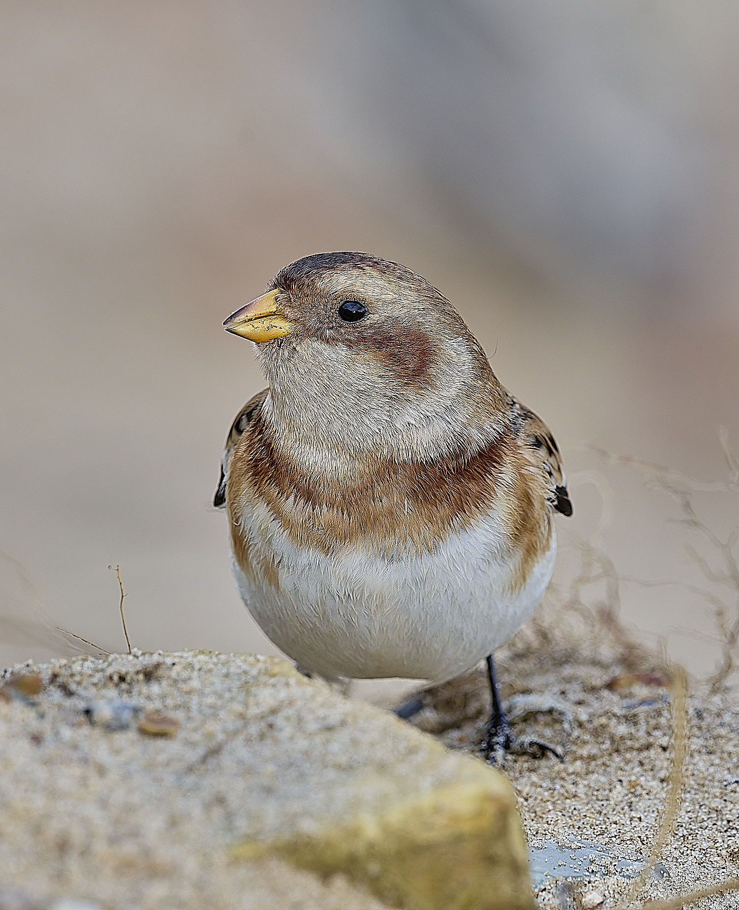 WintertonSnowBunting240126-27