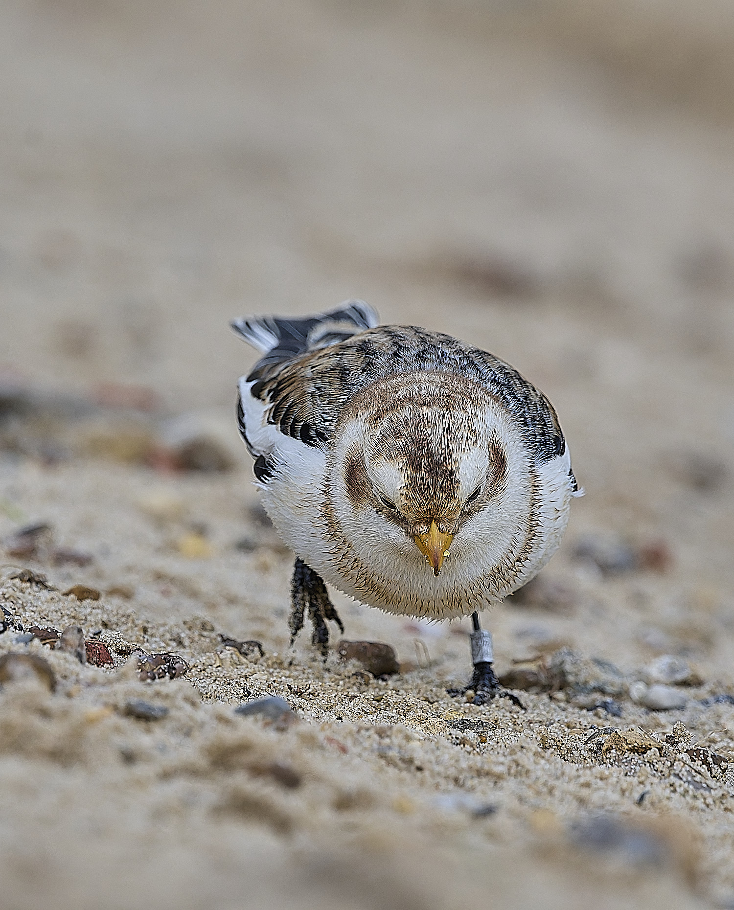 WintertonSnowBunting240126-30