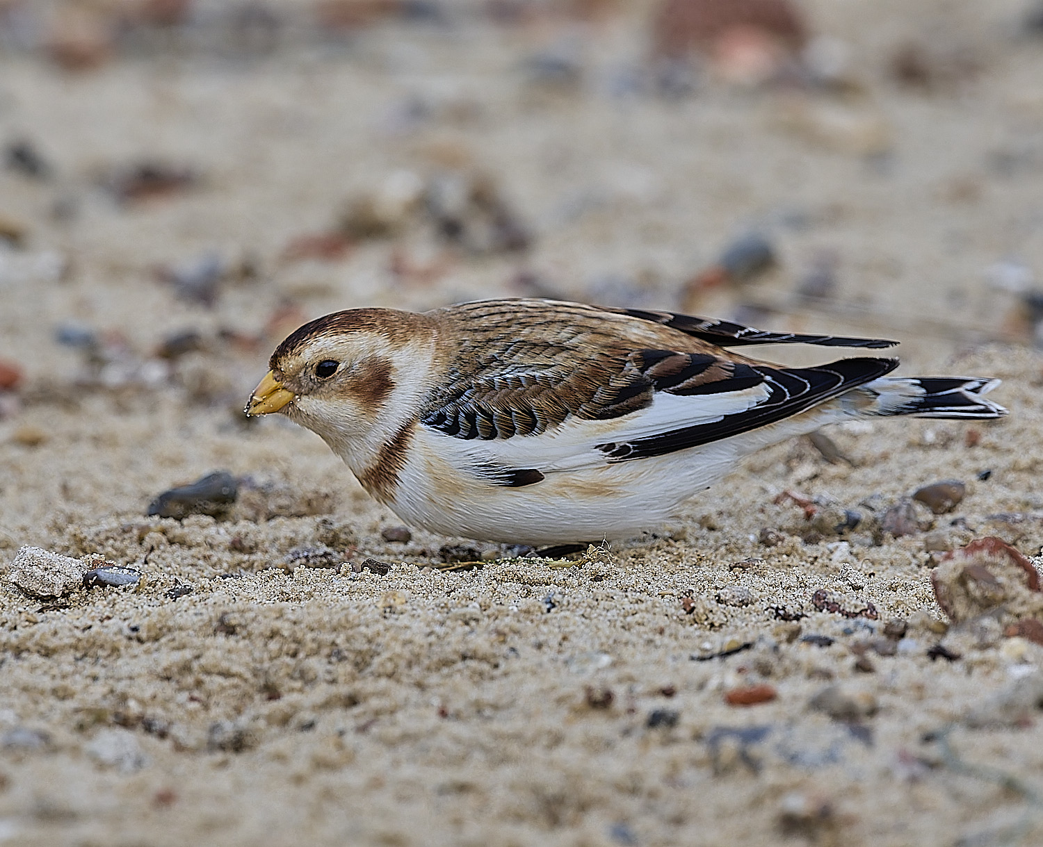 WintertonSnowBunting240126-32