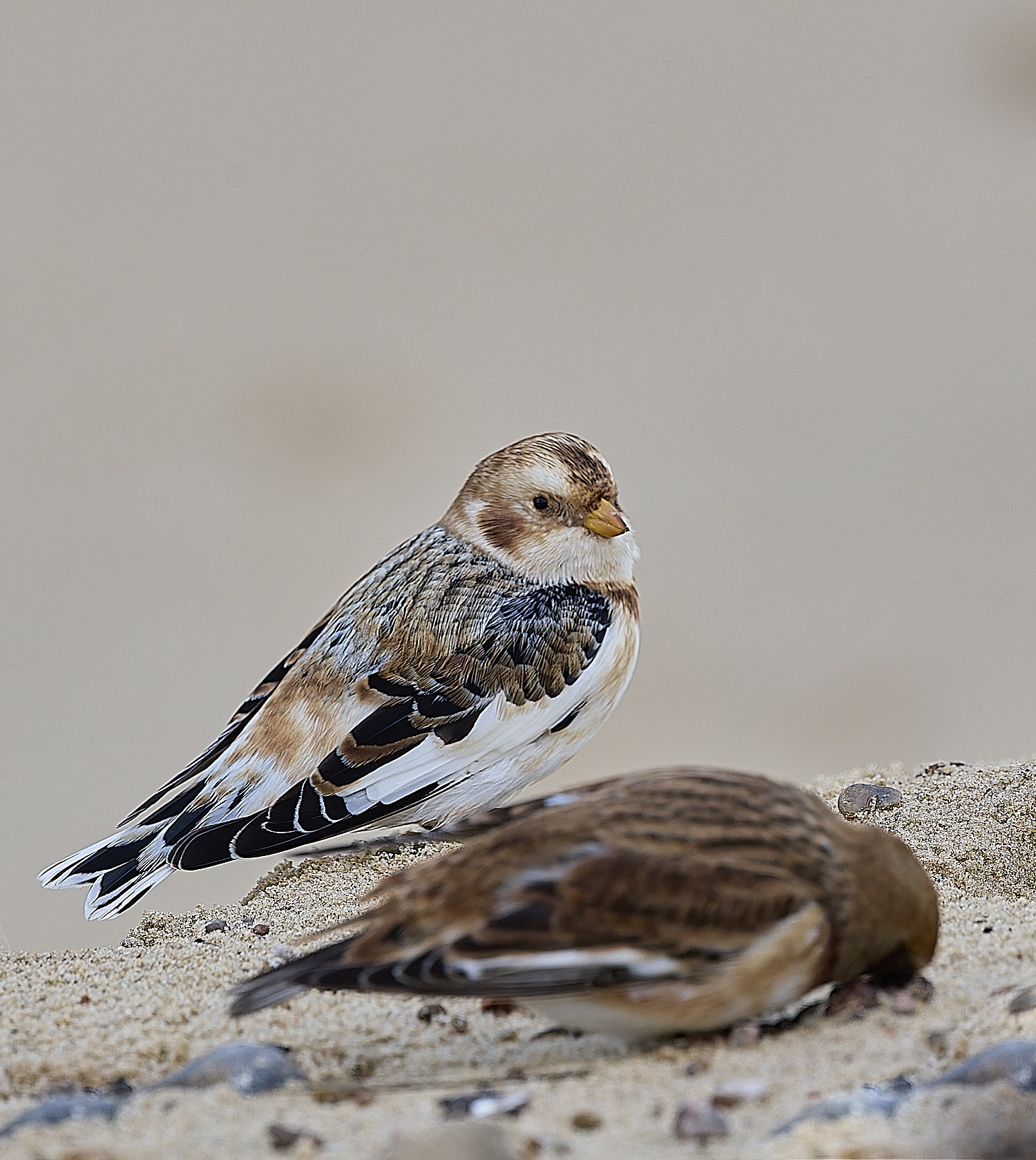 WintertonSnowBunting240126-34