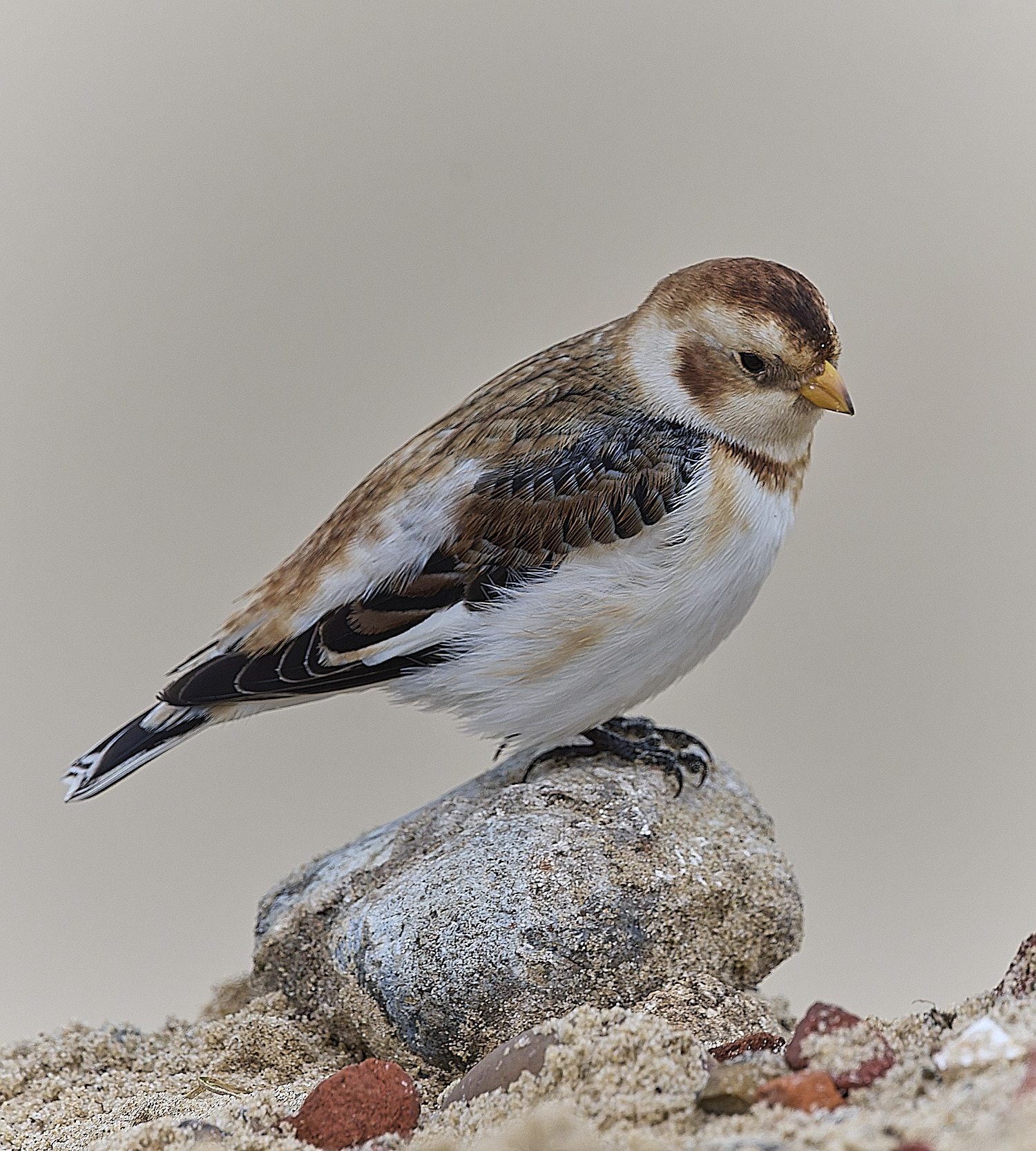 WintertonSnowBunting240126-36
