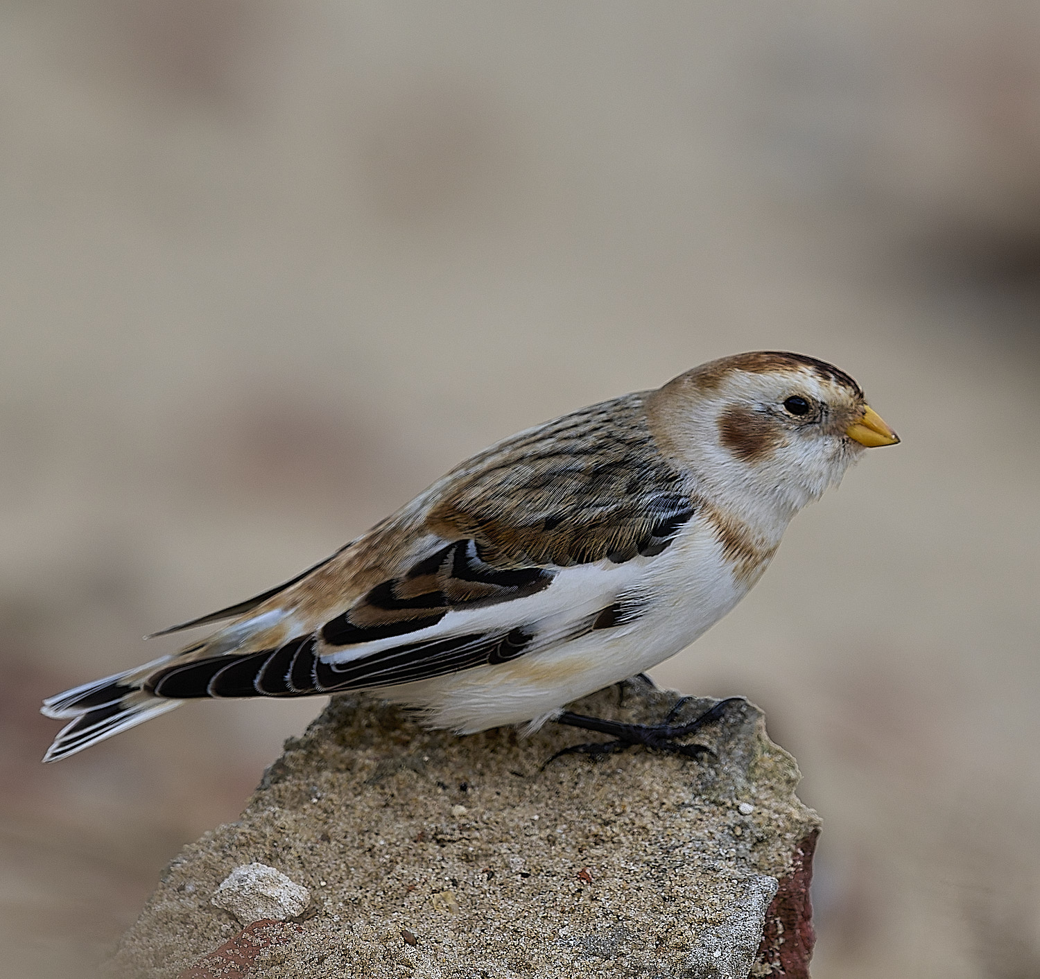 WintertonSnowBunting240126-8