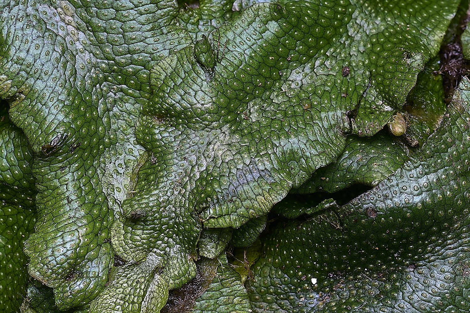 WolteronConocephalumconicum220226-1