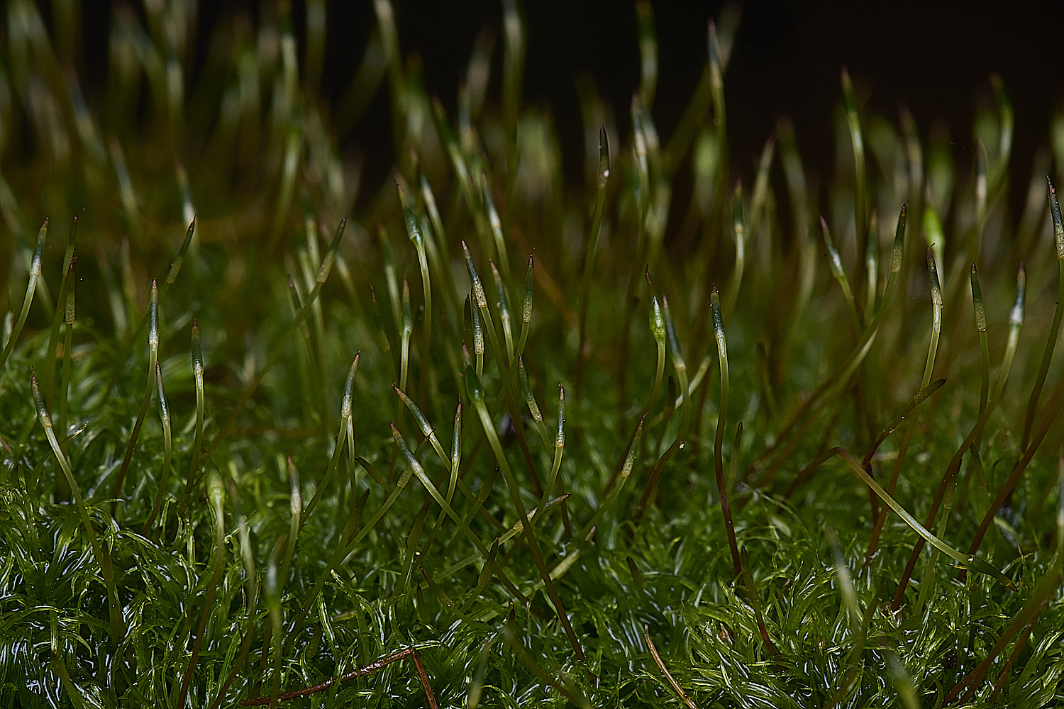 wolteronOrthodontiummlineare220226-1