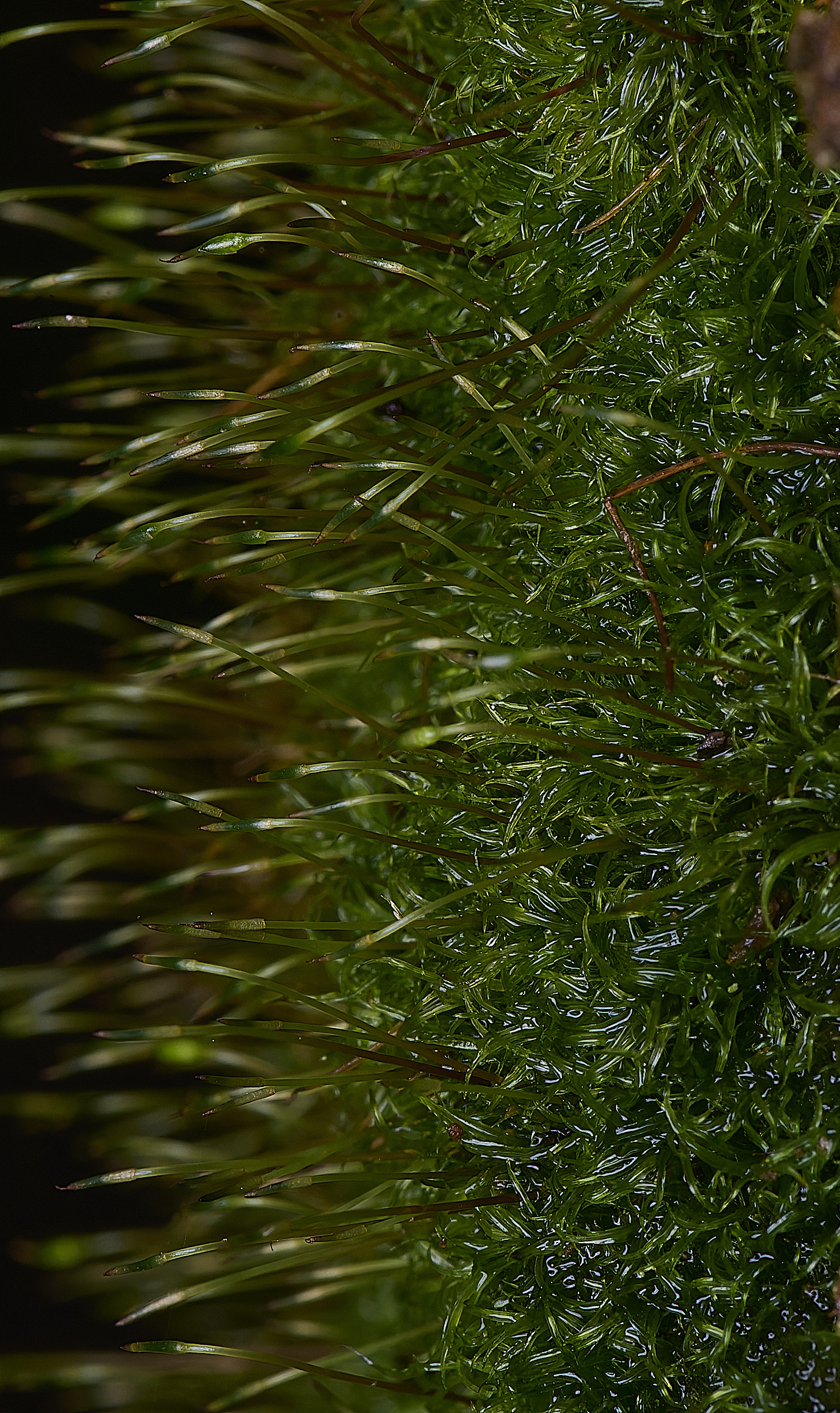 wolteronOrthodontiummlineare220226-2