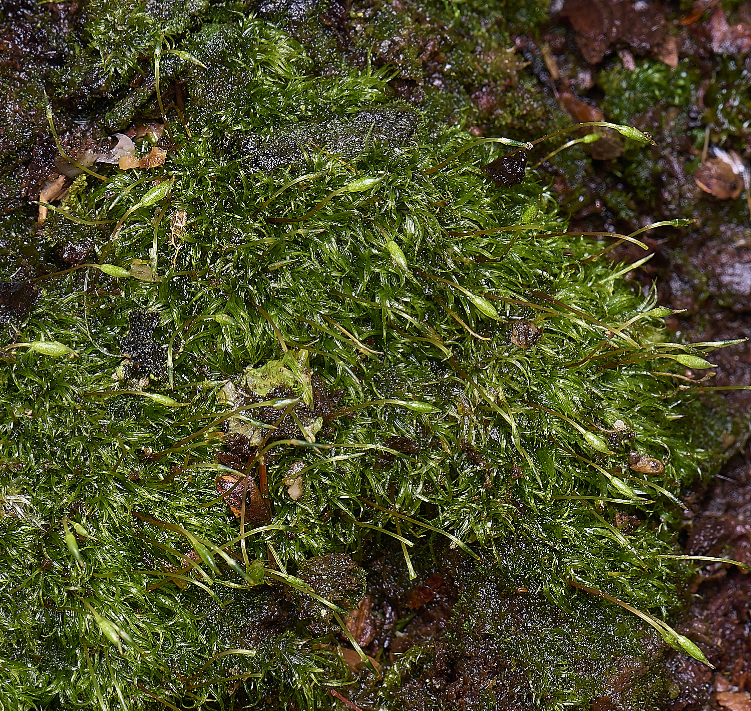 wolteronOrthodontiummlineare220226-3