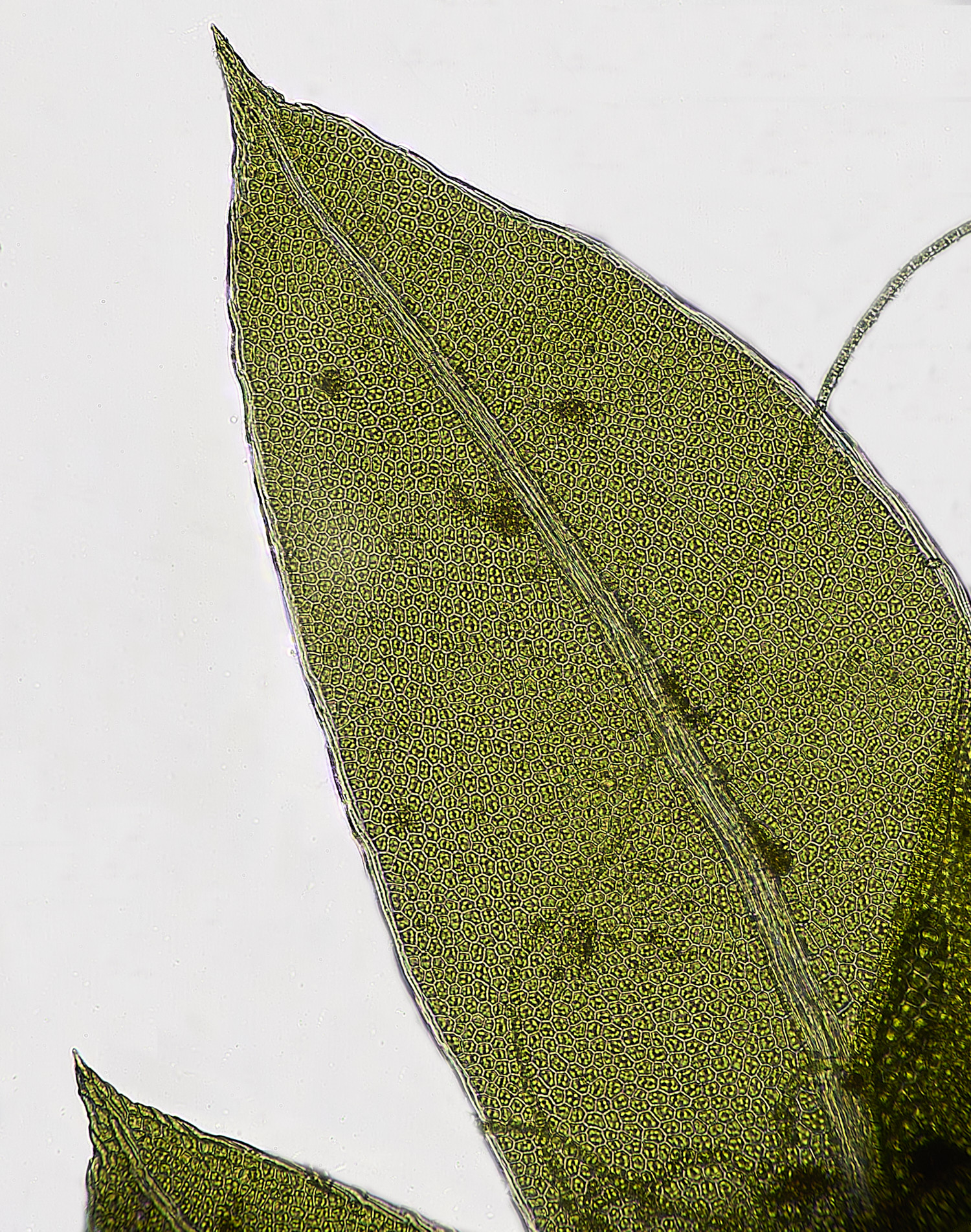 WoltertoFissidensbryoidesvarbryoides-2220226-1