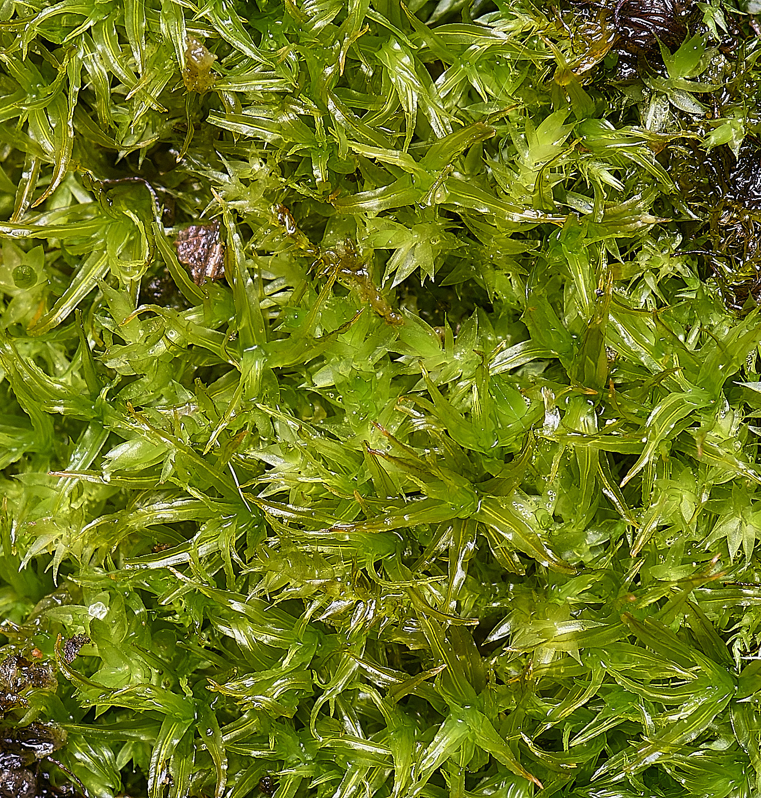 WoltertonDidymodonsinuosus220226-1