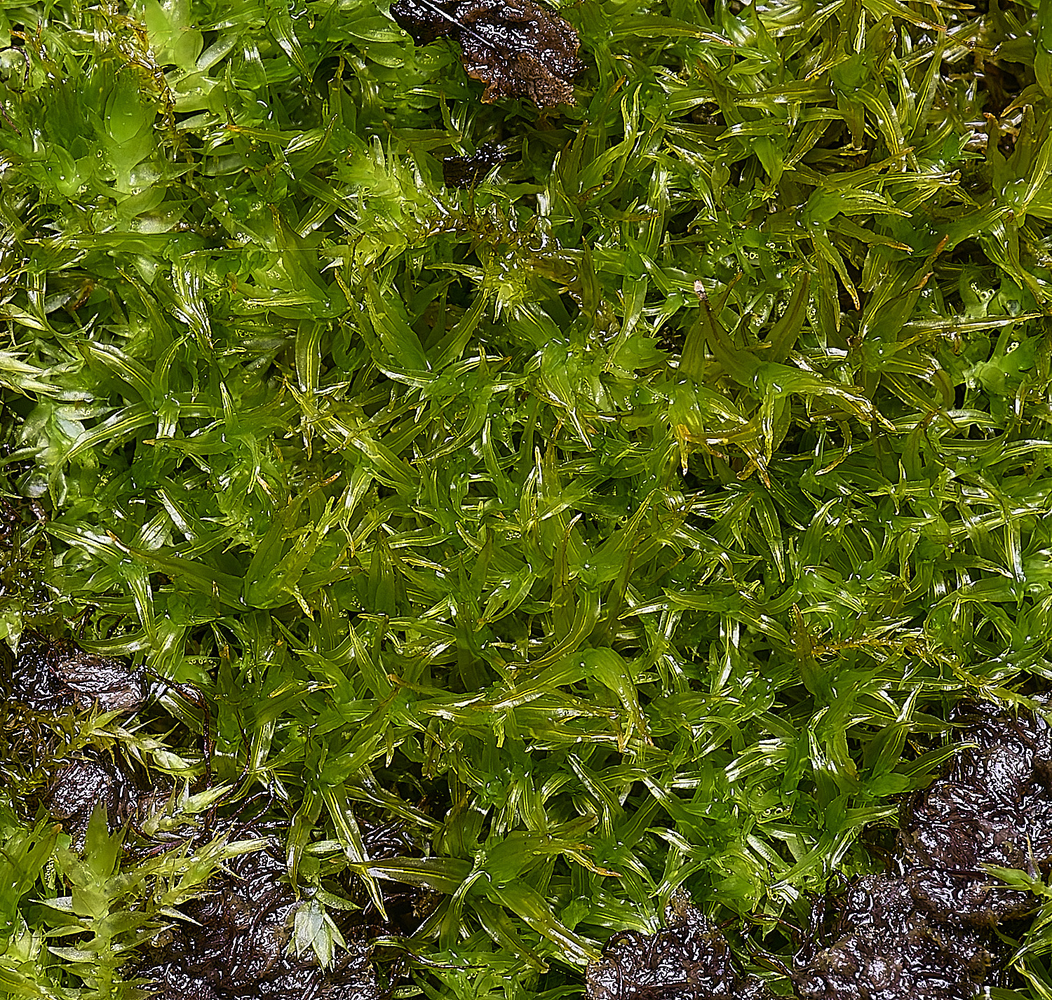 WoltertonDidymodonsinuosus220226-3