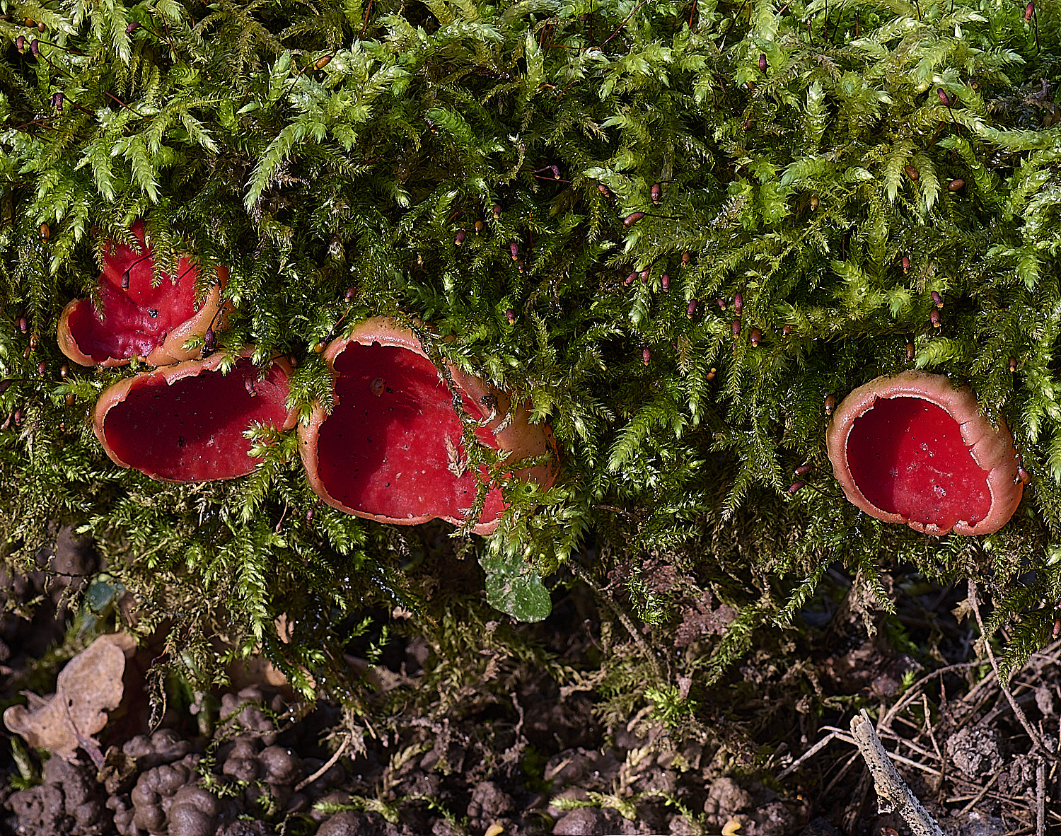 WoltertonElfCup220226-1