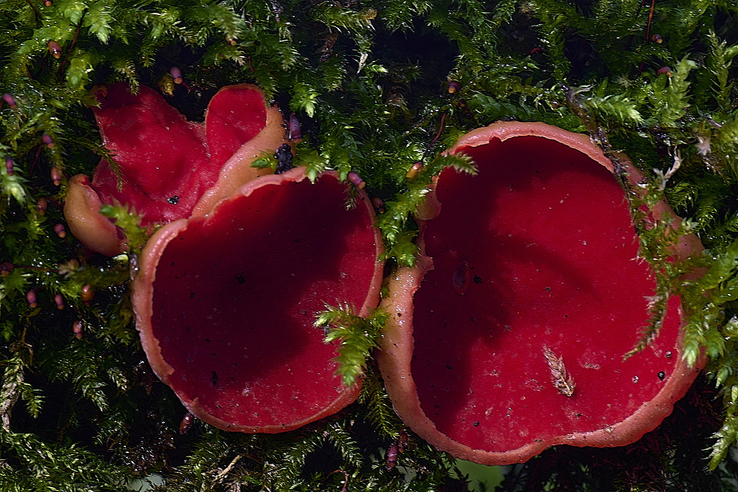 WoltertonElfCup220226-2