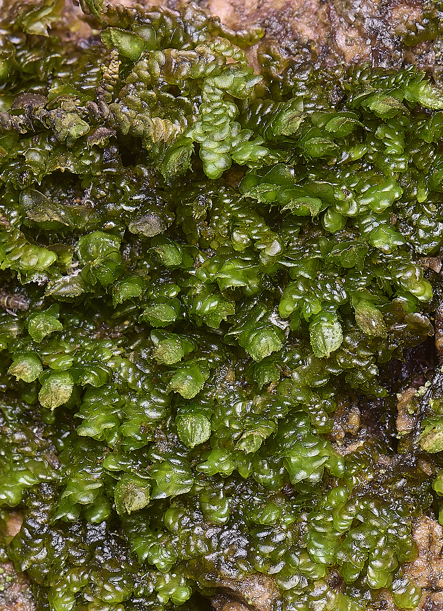 WoltertonFrullenia220226-1