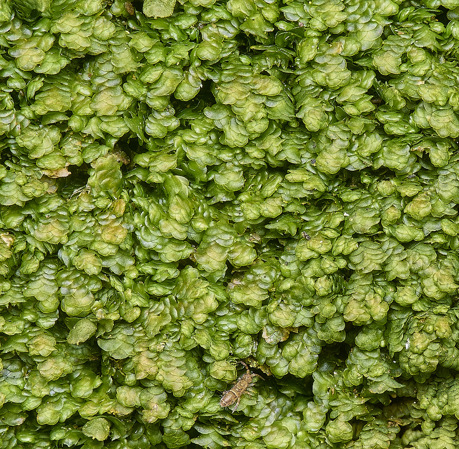 WoltertonFrullenia220226-2