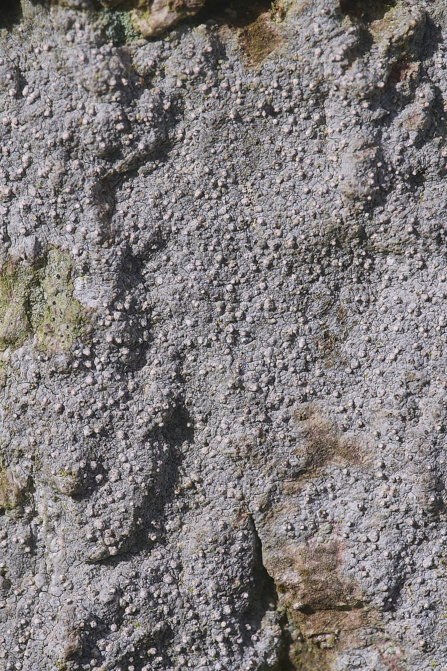 WoltertonLeconactisabietina220226-1