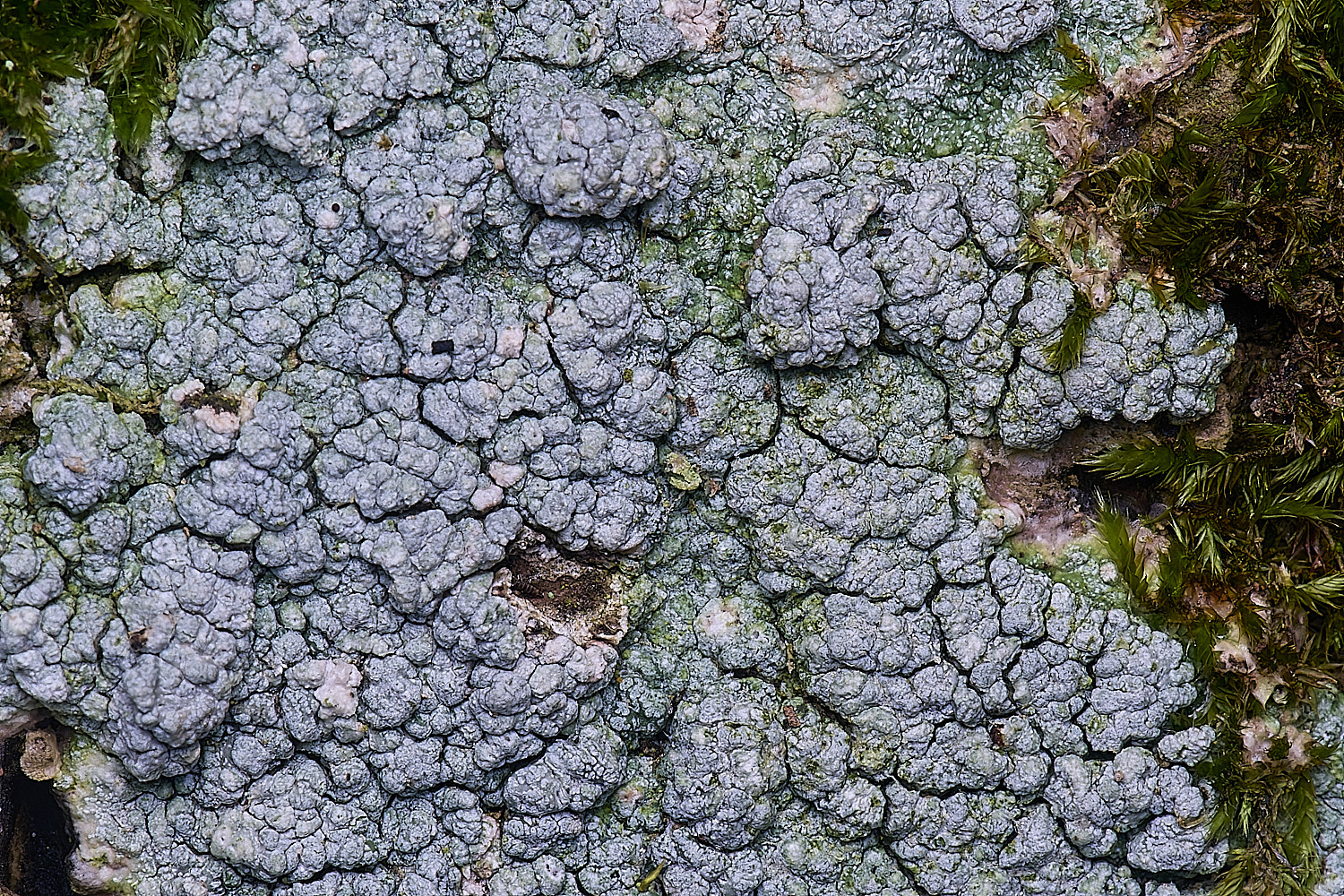 WoltertonLichen222026-3