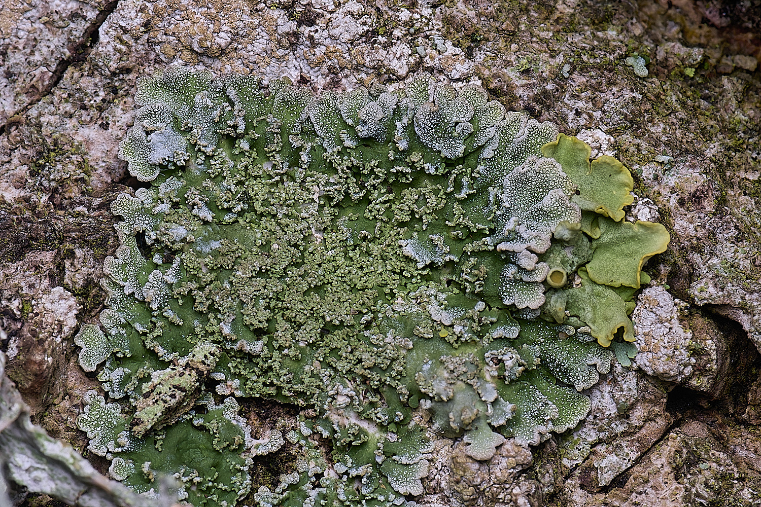 WoltertonLichen322026-1