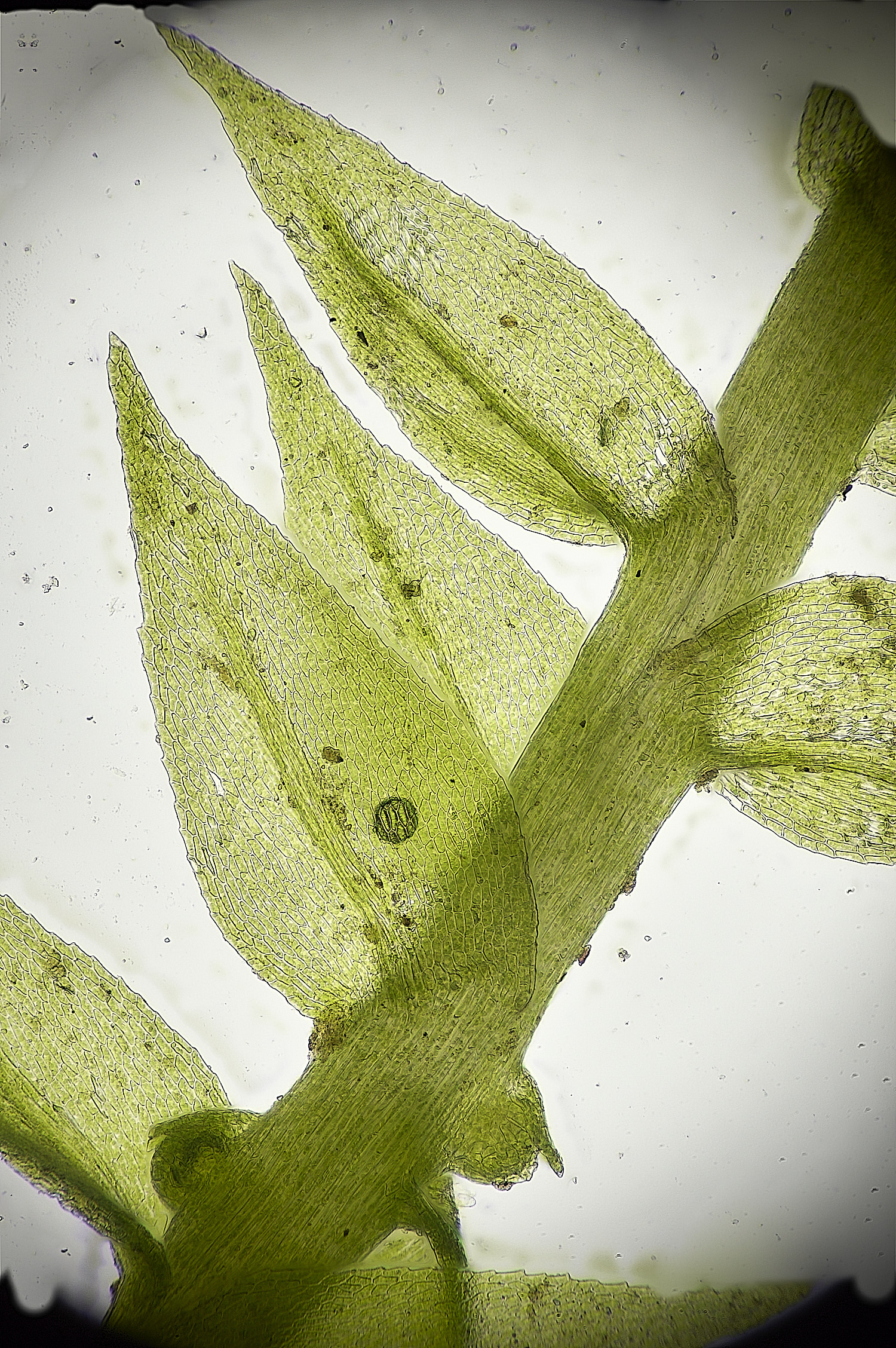 WoltertonMicroeurhynciumpumila220226-1