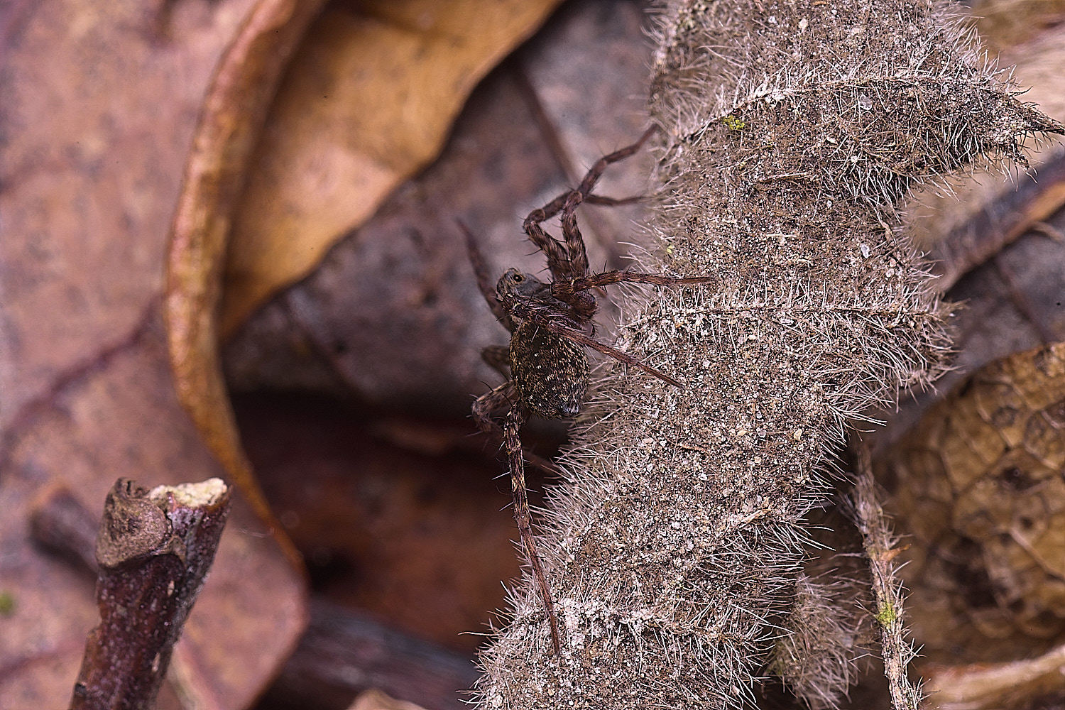 WoltertonSpiderSp220226-3