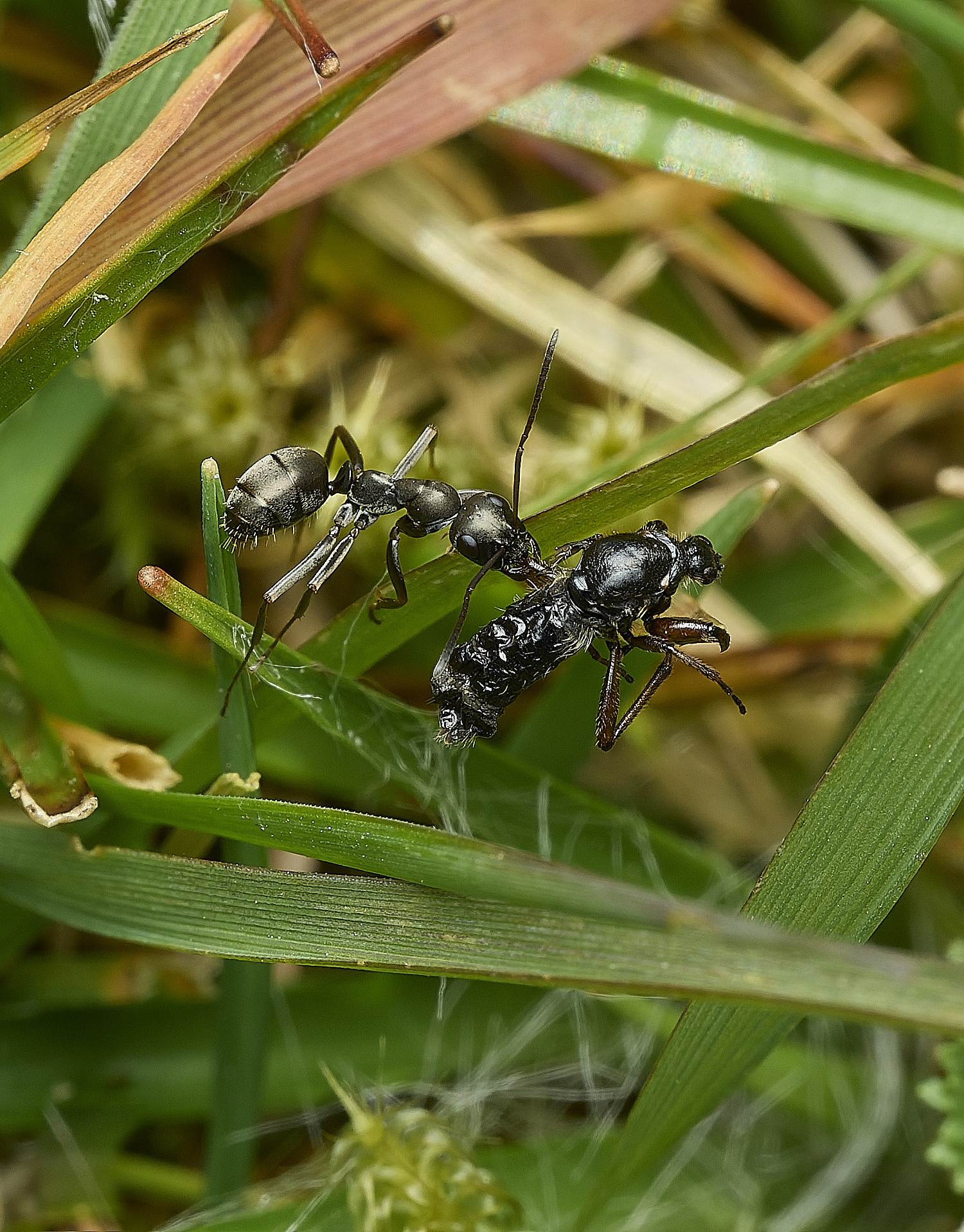 AbelHeathAnt2070526-1