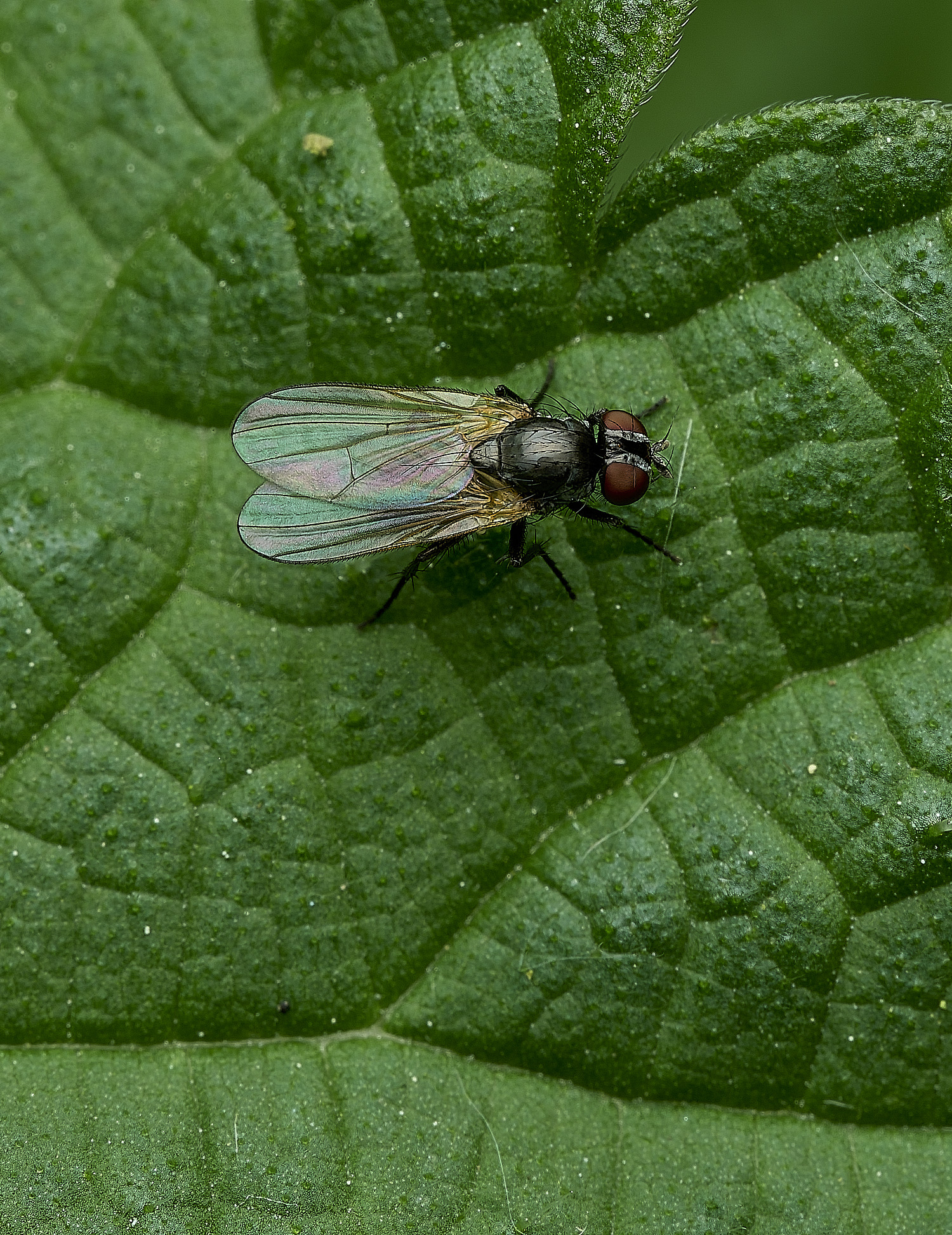 AldborougFlySp180526-1